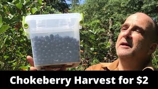 Chokeberry Aronia harvest – grow a superfruit for 2plant and requires little water [upl. by Ailimat745]