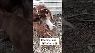 😂Yavru Köpek Keçiyi Annesi Zannedip Emmeye Kalkarsa Neler OlurAbone olpaylaş komedi eğlence [upl. by Close]