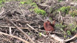 International Animal Rescue film shocking scenes of deforestation and starving orangutans [upl. by Lewej745]