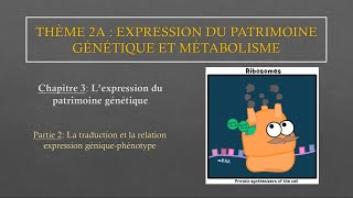 Chapitre 3  Partie2 La traduction et la relation expression géniquephénotype [upl. by Hpesoy]