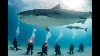 Tiger shark Dive at Tiger Beach in Grand Bahama Bahamas [upl. by Sarazen501]