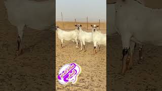 سلالة الماعز البيشي  بيش  goat [upl. by Brittney]