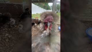 Silkie update on not silkie chicks [upl. by Ahser]