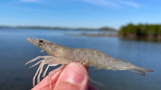 Fishing Live Shrimp for NONSTOP ACTION  Trout and Redfish  FloridaMan Fishing [upl. by Hinman70]