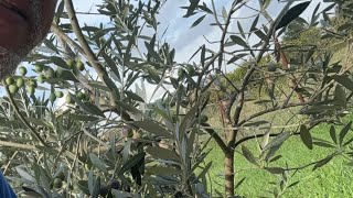 La mungitura delle olive [upl. by Daughtry]