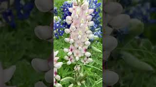 Texas Bluebonnets Lupinus Texensis March 2023 [upl. by Oizirbaf]