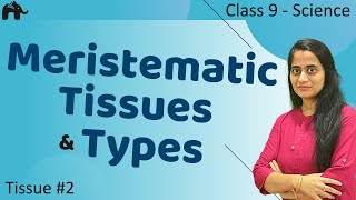 Meristamatic Tissues 2 Class 9 Science CBSE 9th Biology [upl. by Esydnac88]