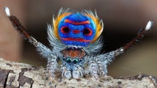 Peacock Spider 7 Maratus speciosus [upl. by Nnylassej]