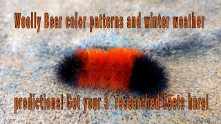 Can a Woolly Bear REALLY forecast winter Five Researched Facts Isabella Tiger Moth Caterpillar [upl. by Sharos789]