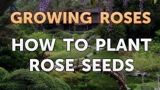 How to Plant Rose Seeds [upl. by Elodia348]