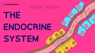 Endocrine System amp Hormones With Exam Questions  GCSE IGCSE Biology Revision 2024 [upl. by Iek]