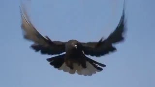 Russian Nikolaevsky Highflyer Pigeons ہائی فلائر کبوتر کی اصل نسل [upl. by Mellisent703]