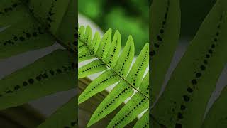 Vascular cryptogams pteridophytes pteridophyta shortsfeed shorts shortsvideo shortvideo [upl. by Ineslta]