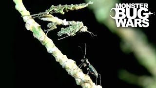 Moss Mantis Vs Jungle Tiger Beetle  MONSTER BUG WARS [upl. by Htims655]