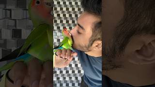 Mini vlogs with birds 🦜birds baby care birds lovebirds birdslover pets parrot minivlog [upl. by Tollman861]