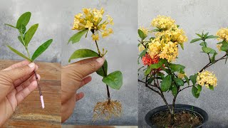 How to grow and care ixora plant  Simple Method [upl. by Georgette]