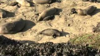 Los Angeles Times Video  The Piedras Blancas Elephant Seal Rookery [upl. by Nybor]