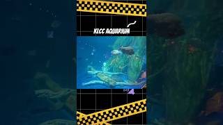 klcc aquarium jalan jalan vacation shorts travel [upl. by Asyle]