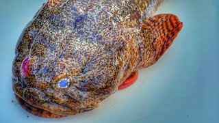 Toadfish Catch amp Cook Treasure or Trash [upl. by Urania579]