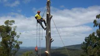 Tree Climbing and Tree Removal dropping out tree sections [upl. by Sedgewick]