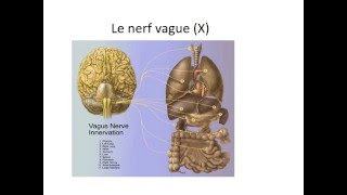 NEUROLOGIE SEMIOLOGIE DES NERFS CRANIENS [upl. by Ennaear]