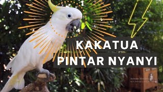 BURUNG KAKATUA PINTER NYANYI [upl. by Eittak706]