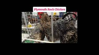 PLYMOUTH ROCK CHICKEN shorts ayam poultry [upl. by Renruojos]