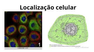 OFICINA DE BIOINFORMATICA E BIOLOGIA COMPUTACIONAL Banco de Dados de Proteinas [upl. by Ennalorac626]