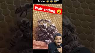 Doctor 🐝 bee save queen 👑 bee bee beelife shorts trending animals cutebee dailybee beevideo [upl. by Melita]