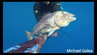 Selective Spearfishing 2024 part 1 [upl. by Kunz]