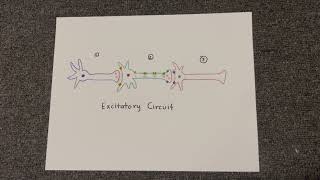 Excitatory and Inhibitory Circuits [upl. by Assirok248]