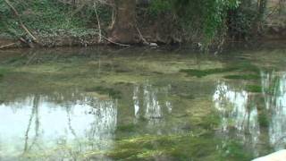 Softmouth trout at the Vrljika [upl. by Socram]