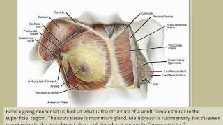 Applied anatomy ThoraxselfLearning module 01 [upl. by Ailssa]