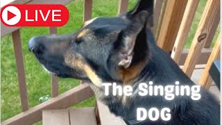 Dog That Sings to Sirens  Cute and Funny Awooooo Moments Loop [upl. by Edea]