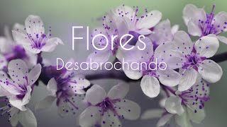 FLORESvejam essas lindas floresDESABROCHANDO [upl. by Jae693]