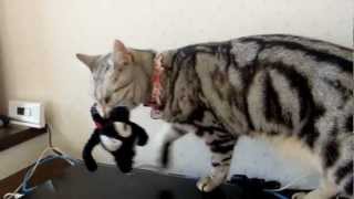 ヌイグルミにさえヤキモチを焼いてしまう猫 Cat Gets Really Jealous When Mom Pat the Stuffed Toy [upl. by Dole160]