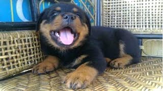 PUPPIES HOWLING  A Cute Puppy Howling Videos Compilation  BEST OF [upl. by Ebner]