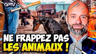 MALTRAITANCE ANIMALE  ÇA SUFFIT   Me GÉRARD  GÉOPOLITIQUE PROFONDE [upl. by Aivilys]