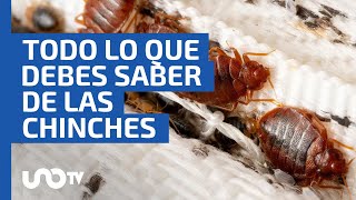 Chinches ¿cómo son por qué proliferan cómo prevenirlas y qué nunca debes de hacer [upl. by Absalom128]