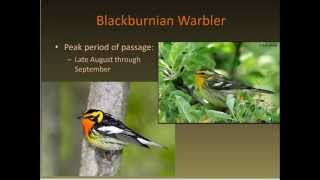 Identifying Fall Warblers [upl. by Hakeem]