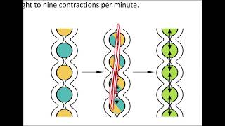 Small and large intestine motilitydefecation reflex [upl. by Adal]