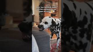 Does your Dalmatian smile too🤍​⁠​⁠amicadalmatiner happydog dalmatian dalmatiner happypuppy [upl. by Inessa]