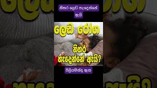 නිතර ලෙඩ රෝග හැදෙන එකට පිලියමmedicine [upl. by Donetta]