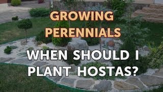 When Should I Plant Hostas [upl. by Alekal]