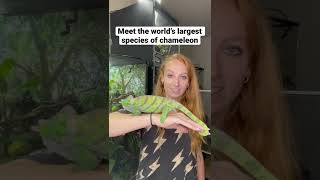 Meet the world’s largest species of chameleon [upl. by Akinirt]