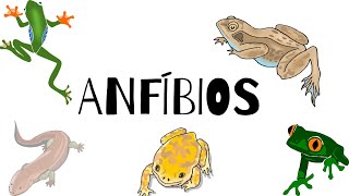 Anfíbios  Anuros Urodelos e Ápodes 🐸 [upl. by Basia631]