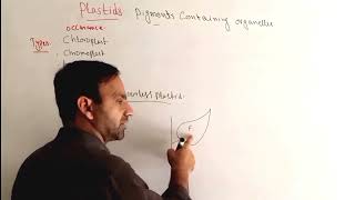 Plastids in Urdu Hindi  Structure composition types and functions of Plastides class 11 Bio [upl. by Oca]