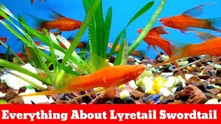 Everything About Lyretail Swordtail [upl. by Moraj]