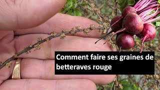 comment faire des graines de betterave rouge [upl. by Nivan955]