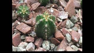 Trichocereus Pachanoi Timelapse [upl. by Ohcamac]